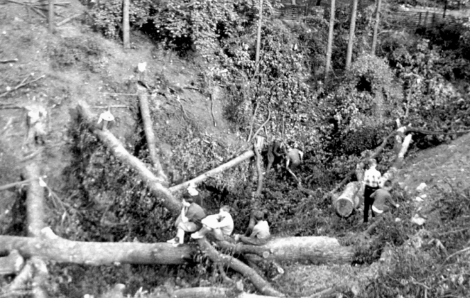 Smutníme nad poraženými stromy v rokli (červen 1961)